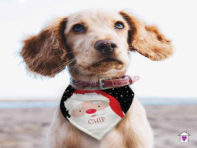 Personalised Santa Dog Bandana - Image 4