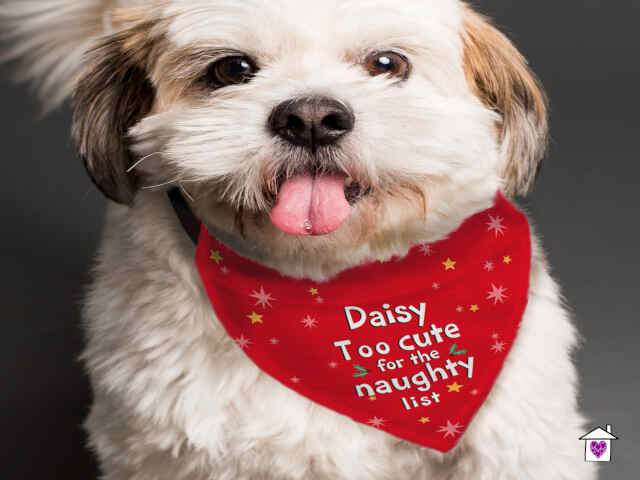 Personalised 'Too cute for the naughty list' Dog Bandana - Image 4