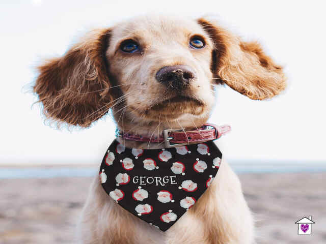 Personalised Santa Black Dog Bandana - Image 3