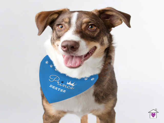 Personalised Prince Dog Bandana - Image 3