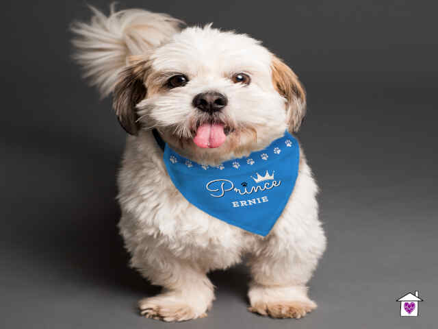 Personalised Prince Dog Bandana - Image 4