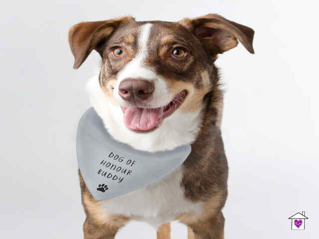 Personalised Dog Bandana - Image 3
